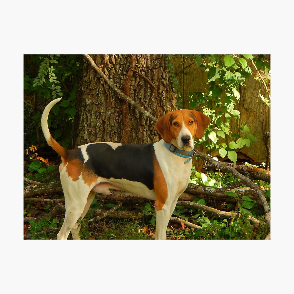 Treeing Walker Coonhound