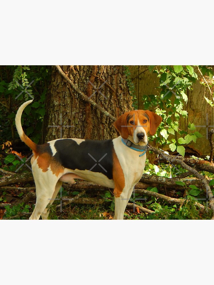 Treeing Walker Coonhound