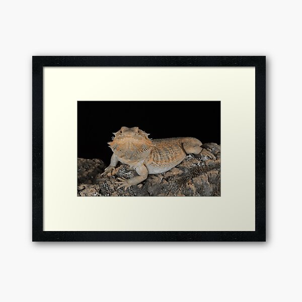 Item preview, Portrait of a bearded dragon designed and sold by alan tunnicliffe.