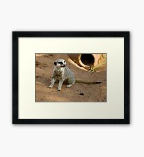 Throw it to me ... Framed Print