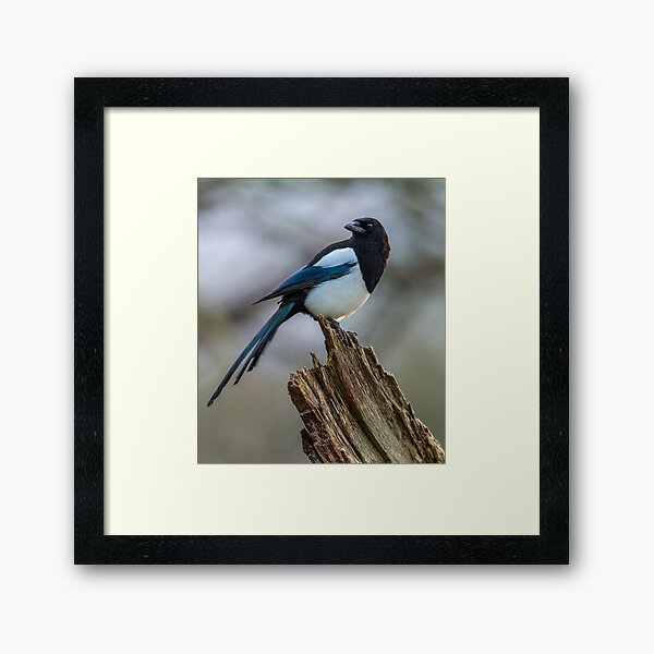 Magpie Portrait Framed Art Print