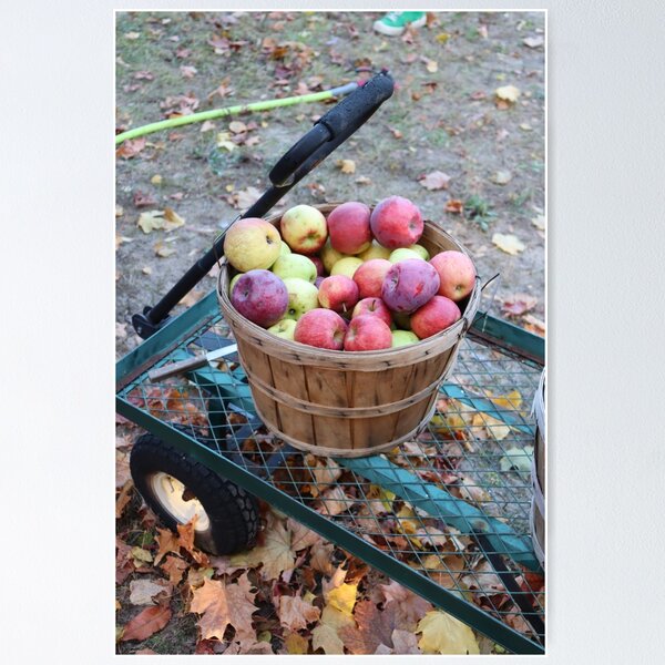Item preview, Apple Harvest designed and sold by CJGrimes.