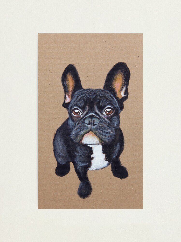 Alternate view of French Bulldog Photographic Print