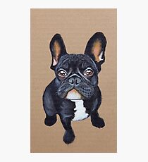 French Bulldog Photographic Print