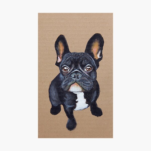 French Bulldog Photographic Print