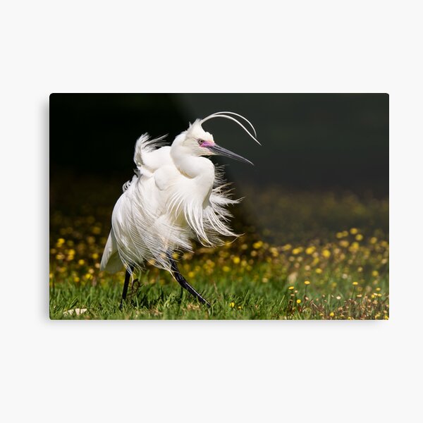 Windblown egret Metal Print