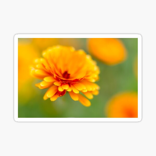 Marigold Flower Sticker