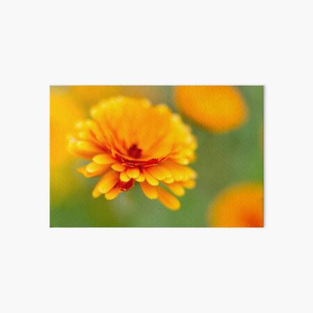 Marigold Flower Art Board Print