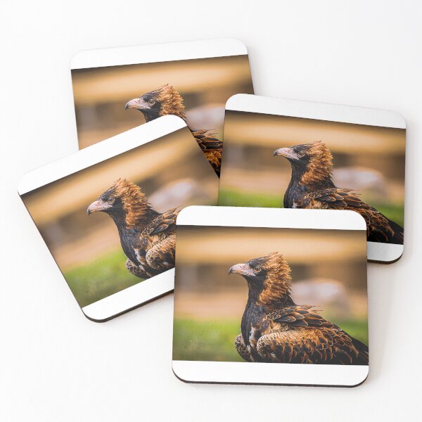 Artikelvorschau, Australischer Bussard entworfen und verkauft von PVphotography.