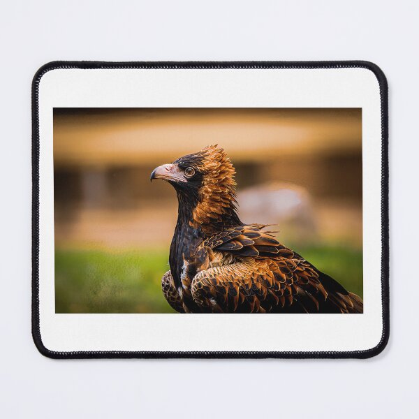 Item preview, Australian Buzzard designed and sold by PVphotography.