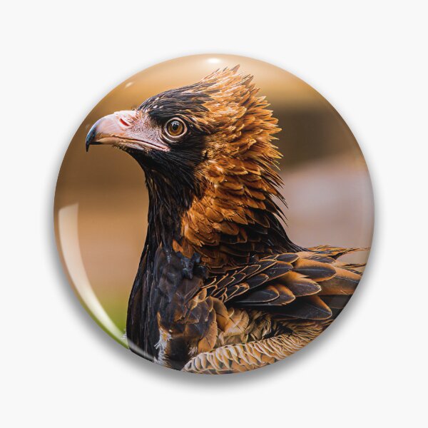 Artikelvorschau, Australischer Bussard entworfen und verkauft von PVphotography.