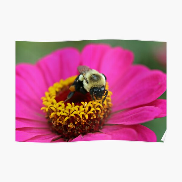Busy Bee Poster