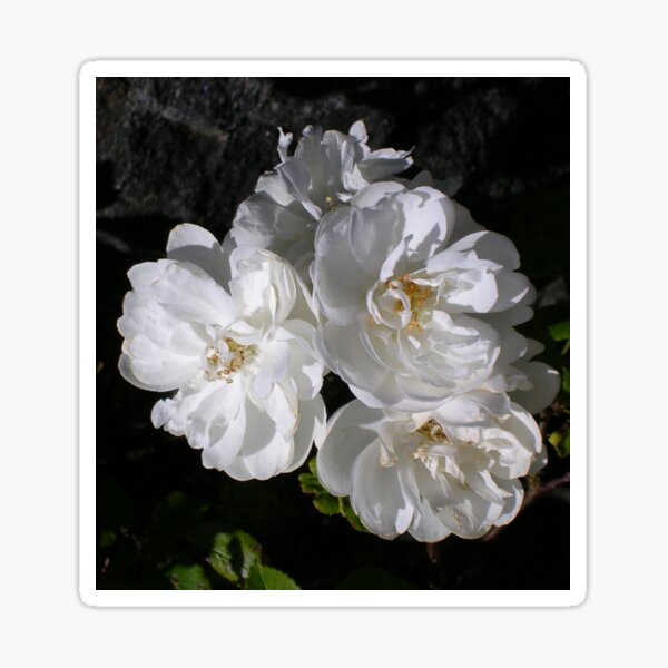 Item preview, Jacobite Rose designed and sold by lezvee.