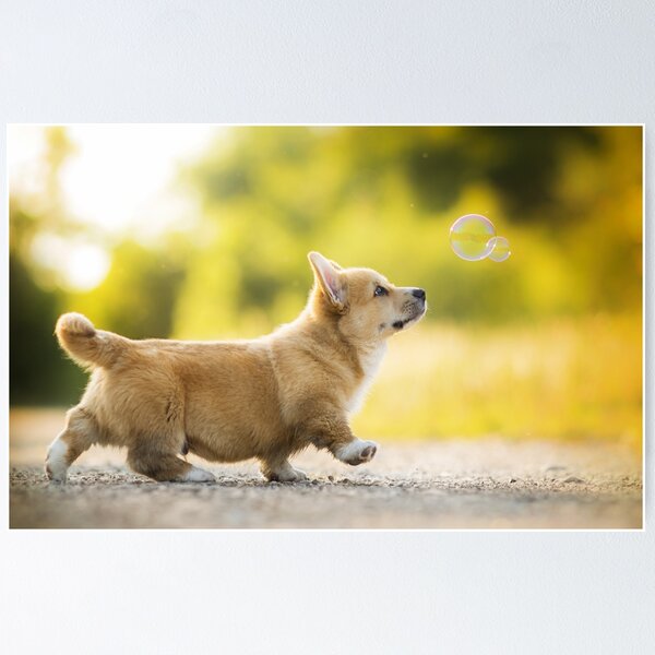 Corgi Posters for Sale