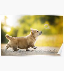 Corgi Puppy Poster