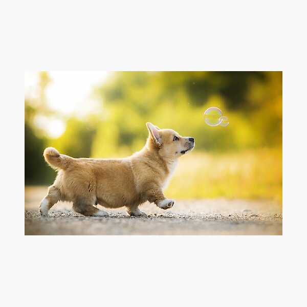 Item preview, Corgi Puppy designed and sold by Alatia.