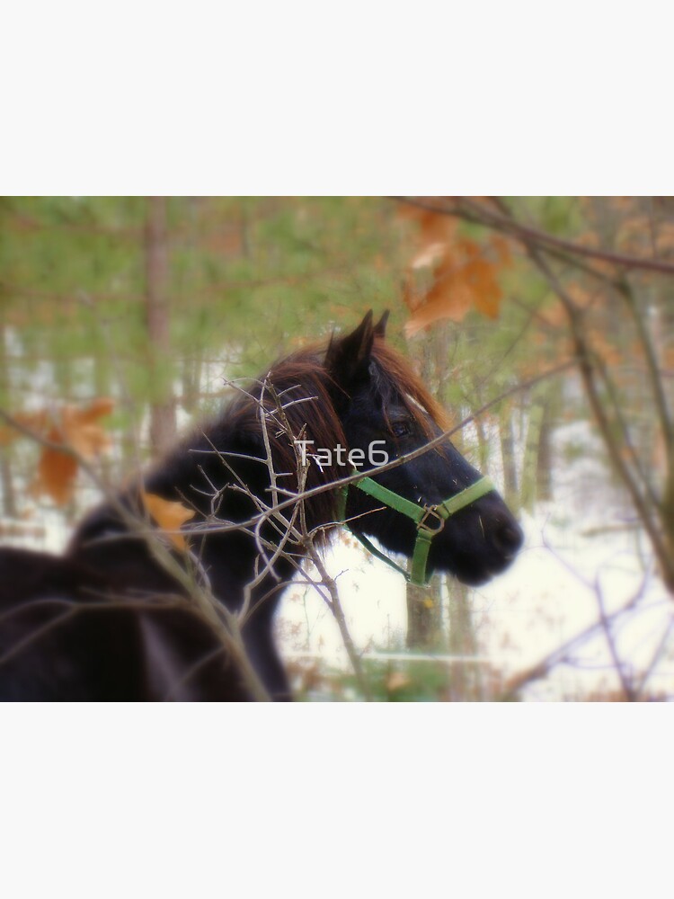 My Beauty by Tate6