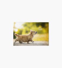 Corgi Puppy Art Board
