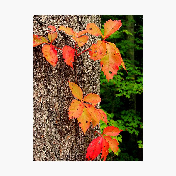 Be Photographic Print