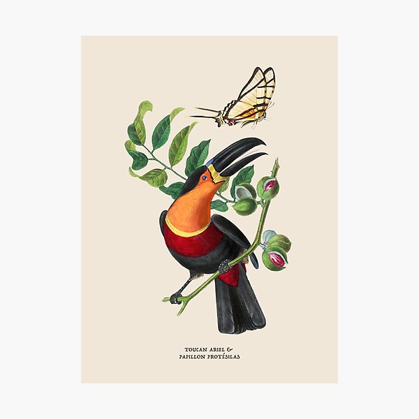Item preview, Toucan and Butterfly Antique Naturalist Illustration designed and sold by Antiquated Art.