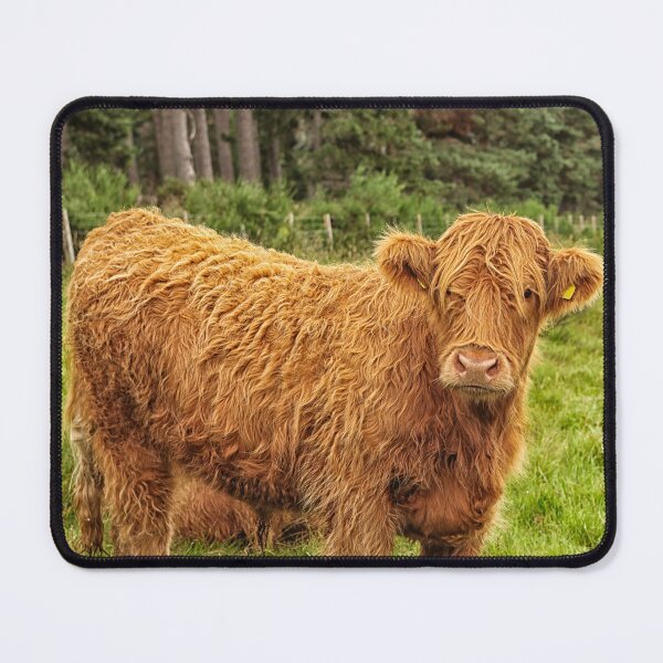 Item preview, Scottish Highland cow designed and sold by Photopat.
