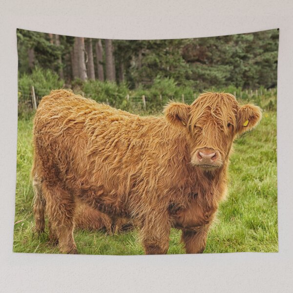 Item preview, Scottish Highland cow designed and sold by Photopat.