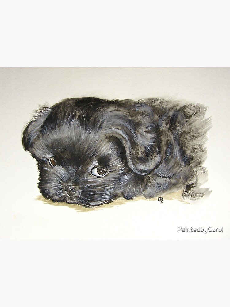 Black Shih Tzu Puppy by PaintedbyCarol