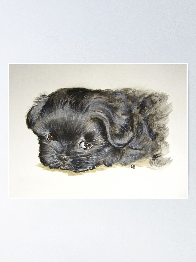 Black Shih Tzu Puppy Poster By Paintedbycarol Redbubble