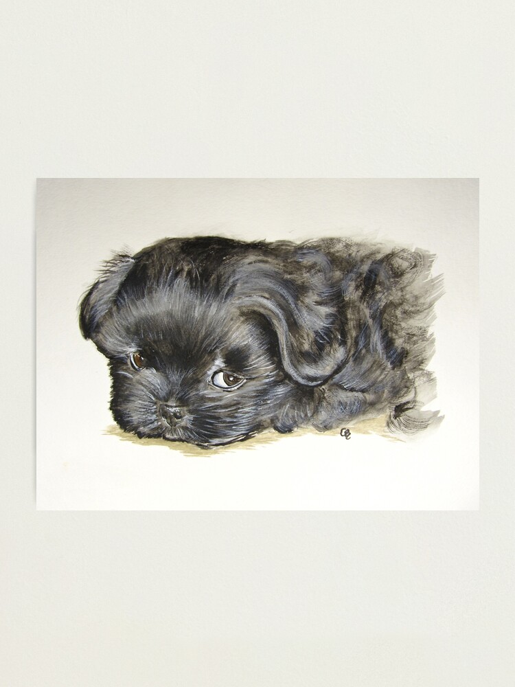 Black Shih Tzu Puppy Photographic Print By Paintedbycarol Redbubble