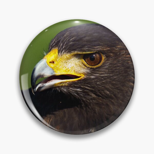 Item preview, Close up of a Harris Hawk designed and sold by ChloePorter17.