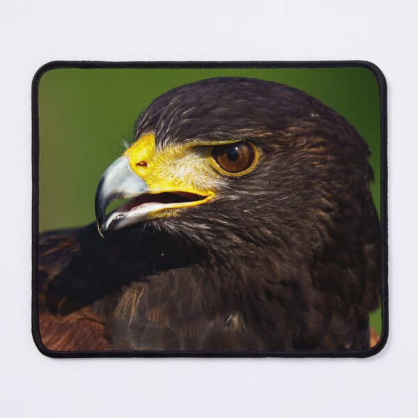 Item preview, Close up of a Harris Hawk designed and sold by ChloePorter17.