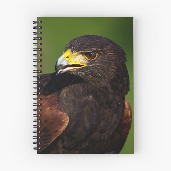 Item preview, Close up of a Harris Hawk designed and sold by ChloePorter17.