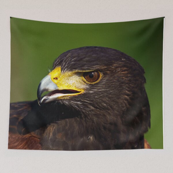 Item preview, Close up of a Harris Hawk designed and sold by ChloePorter17.