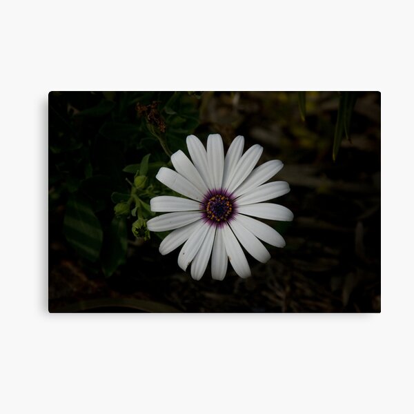 Light from the dark Canvas Print