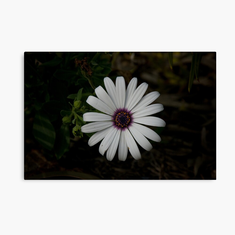 Light from the dark Canvas Print
