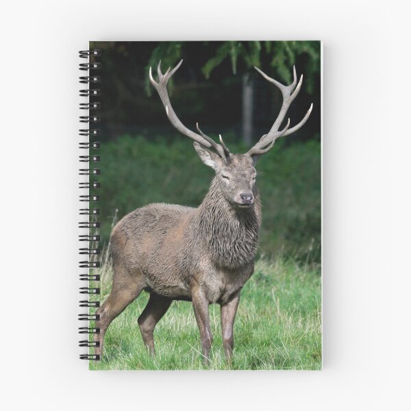 Item preview, Stag Deer In sun shine designed and sold by John Stoves.