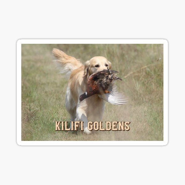 Hunting Golden Retriever with Pheasant Sticker