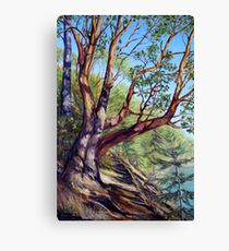 Storytelling Arbutus Tree Bennett Bay Mayne Island BC Canvas Print