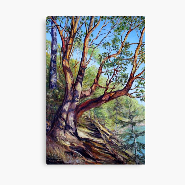 Storytelling Arbutus Tree Bennett Bay Mayne Island BC Canvas Print