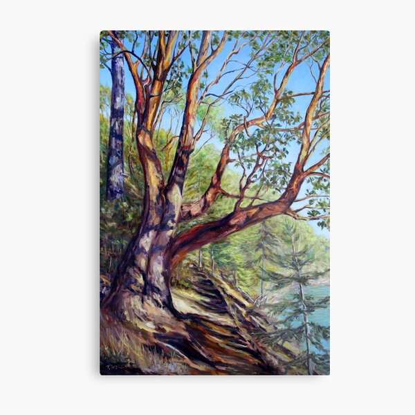 Storytelling Arbutus Tree Bennett Bay Mayne Island BC Metal Print