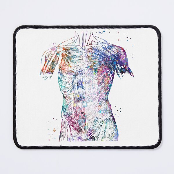 Item preview, Torso Muscular System designed and sold by EvasDreams.
