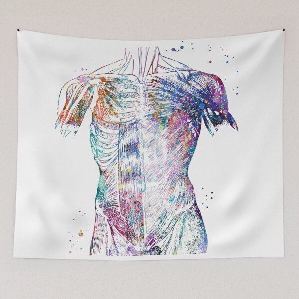 Item preview, Torso Muscular System designed and sold by EvasDreams.