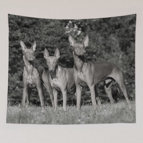 Item preview, Ask me about my pharaoh hound designed and sold by reka88.