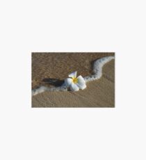 Plumeria-Blumen-Sand-Druck Galeriedruck