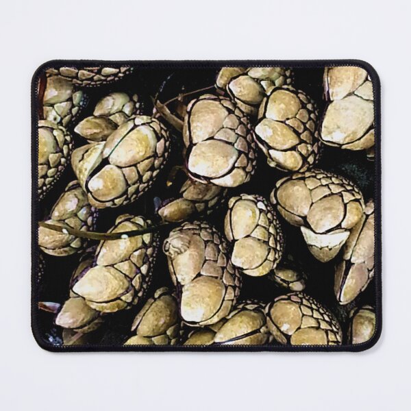 Item preview, Pacific Ocean barnacles designed and sold by sandpiperstudio.