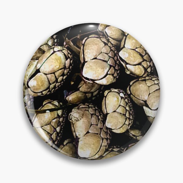 Item preview, Pacific Ocean barnacles  designed and sold by sandpiperstudio.