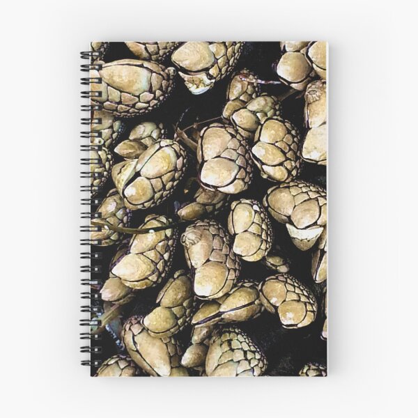 Item preview, Pacific Ocean barnacles  designed and sold by sandpiperstudio.
