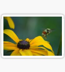 Insect Sticker