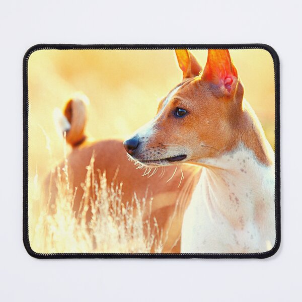 Item preview, Beautiful basenji dog designed and sold by reka88.