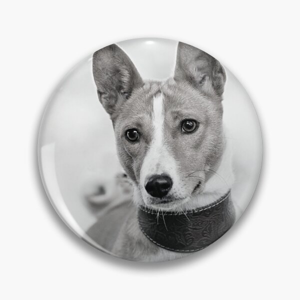 Item preview, Beautiful black and white basenji dog designed and sold by reka88.